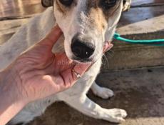 Отдам в добрые руки