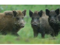 Поросята  .