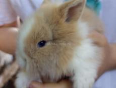 Карликовые кролики.