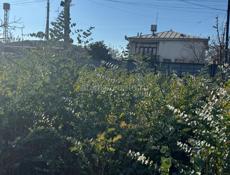 Продаю саженцы эвкалипта ,цена договорная 