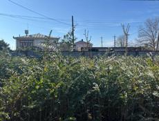 Продаю саженцы эвкалипта ,цена договорная 