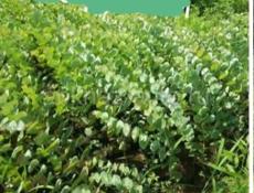 Саженцы эвкалита 