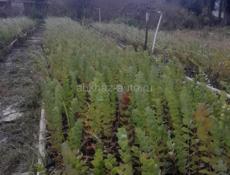 Саженцы эвкалита 