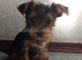 Продажа щенка 