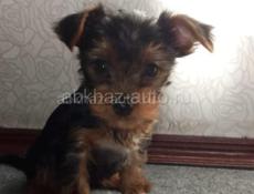 Продажа щенка 