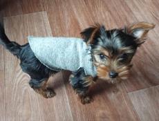 Продажа щенка 