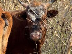 Продаю быка