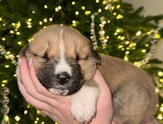 Продаю чистокровного щенка Алабая (кабель)