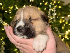 Продаю чистокровного щенка Алабая (кабель)