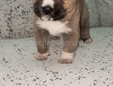 Продаю чистокровного щенка Алабая (кабель)