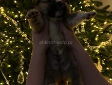 Продаю чистокровного щенка Алабая (кабель)