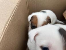 Щенки алабая