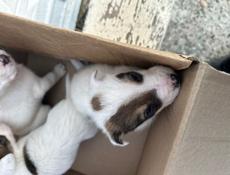 Щенки алабая