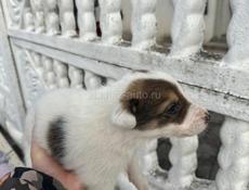 Щенки алабая