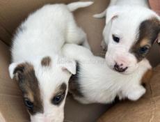 Щенки алабая