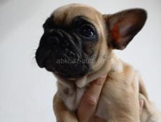 Французский бульдог