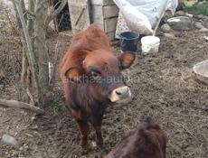 Продаётся тёлка 