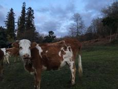 Дойная корова 