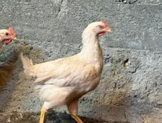 Цыплята 3 месячные 