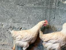 Цыплята 3 месячные 