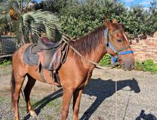 Продается лошадь 