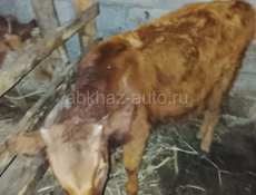 Продается корова с теленком 