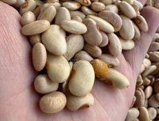 Продаю фасоль домашнюю