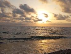 Инкубационные яйца