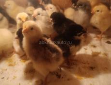 Цыплята 