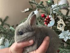 Продаю декаротивных кроликов 