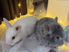 Продаю декаротивных кроликов 