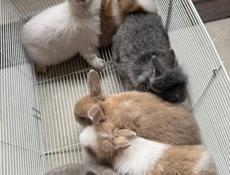 Продаю декаротивных кроликов 