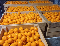 Продаю мандарины 