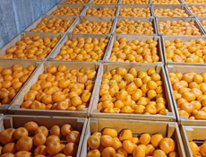 Продаю мандарины 