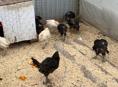 Продаются цыплята 