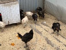 Продаются цыплята 
