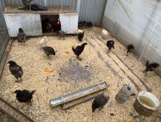 Продаются цыплята 