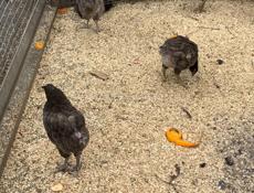 Продаются цыплята 