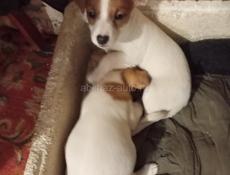 Щенки Джек Рассел