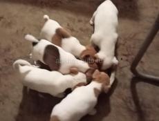 Щенки Джек Рассел