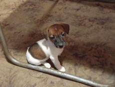 Щенки Джек Рассел