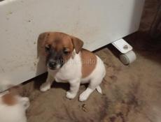Щенки Джек Рассел