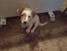 Щенки Джек Рассел