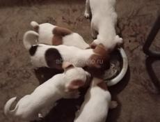 Щенки Джек Рассел