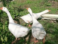 Продам три гуся по 3-- т.р. одна девочка два  мальчика.