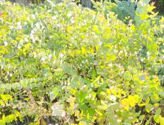 Саженцы  Эвкалипта