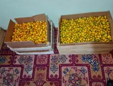 Продаю кумкват(Мандарин), 