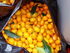 Продаю кумкват(Мандарин), 