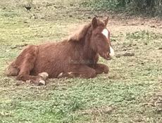 Продаю жеребёнка 