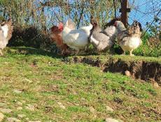 Куры и петухи